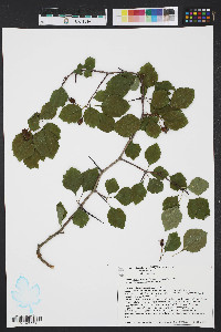 Crataegus mendosa image