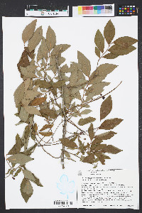 Vaccinium fuscatum image