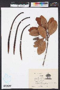 Rhizophora mangle image