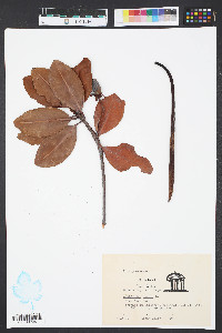 Rhizophora mangle image
