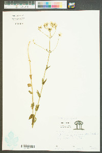 Sabatia quadrangula image