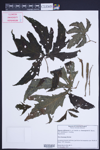 Begonia sikkimensis var. kamengensis image