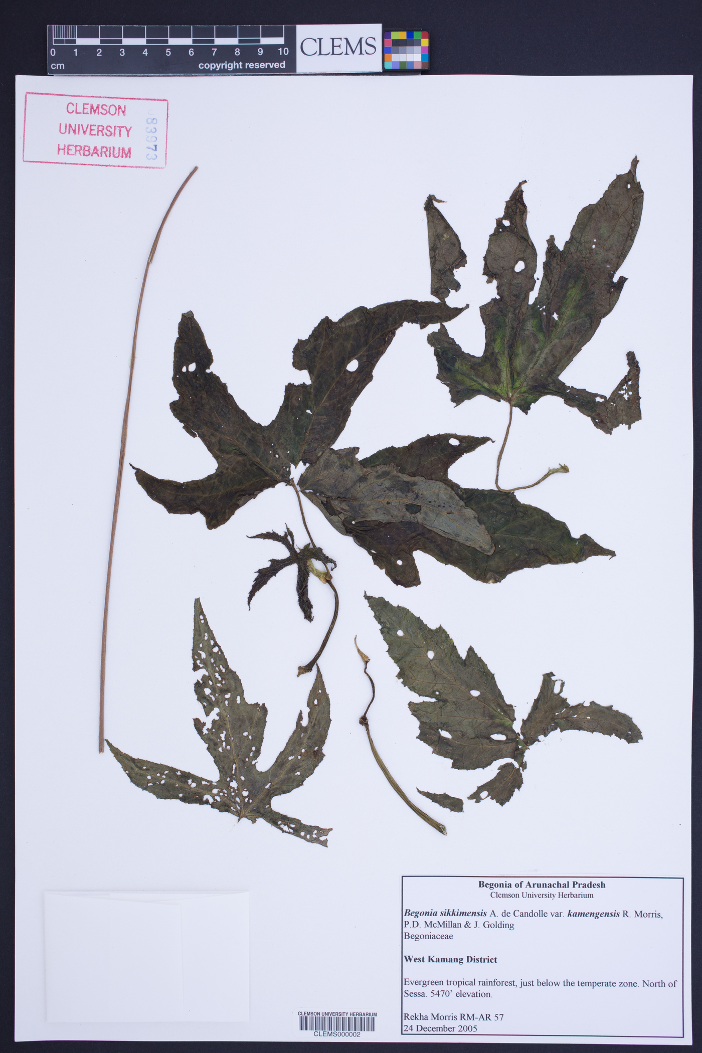 Begonia sikkimensis var. kamengensis image