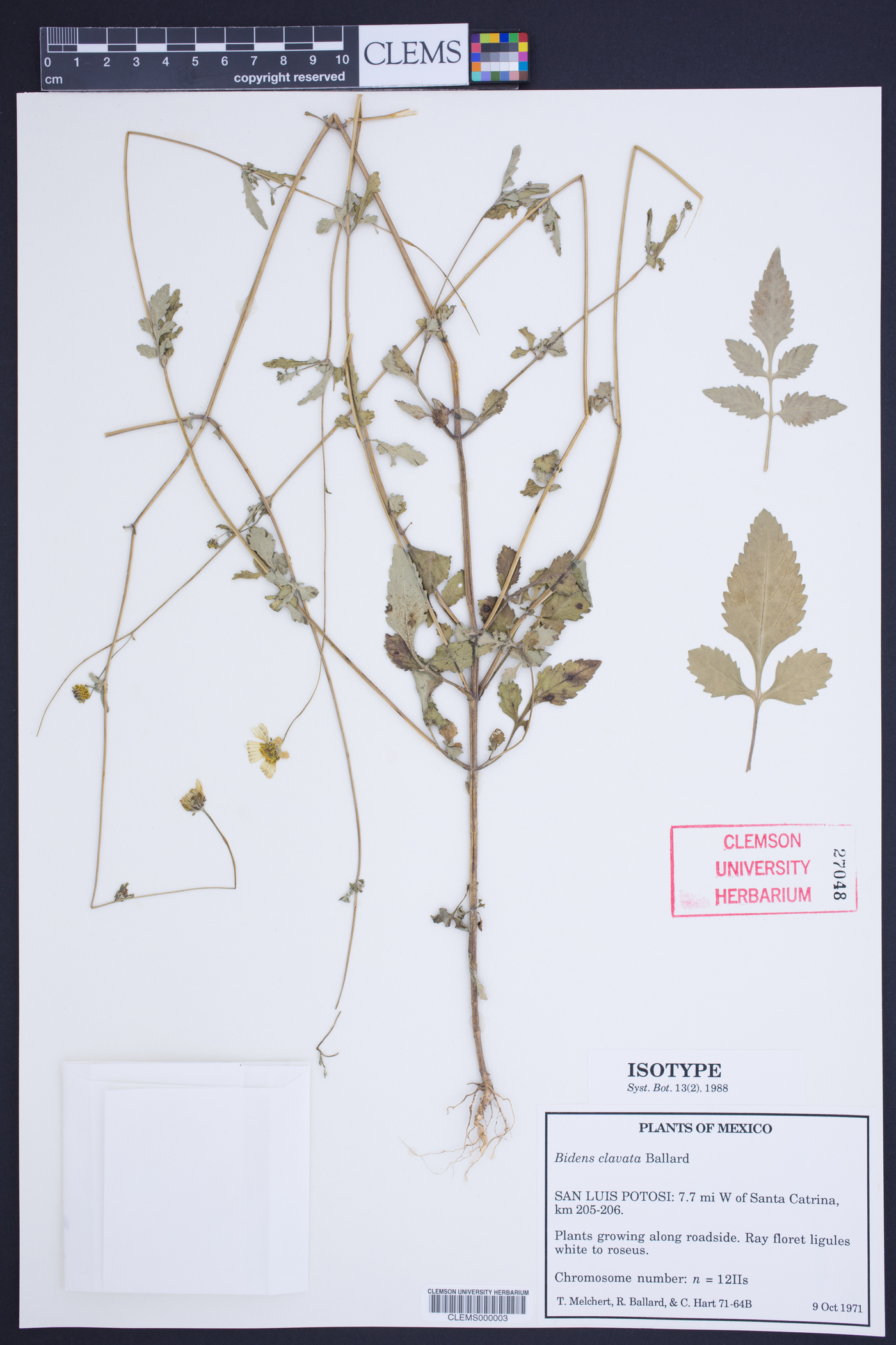 Bidens clavata image