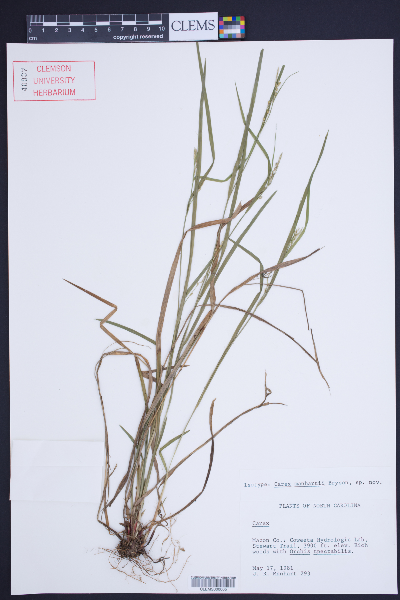 Carex manhartii image