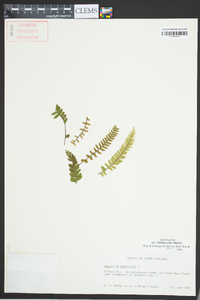 Asplenium monanthes image