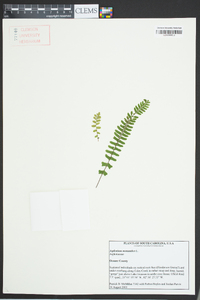 Asplenium monanthes image