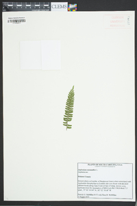 Asplenium monanthes image