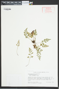 Asplenium montanum image