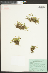 Asplenium montanum image