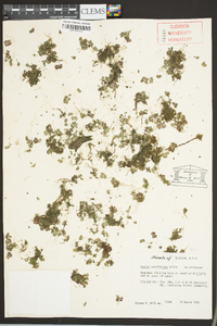 Azolla caroliniana image