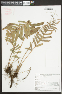 Blechnum serrulatum image