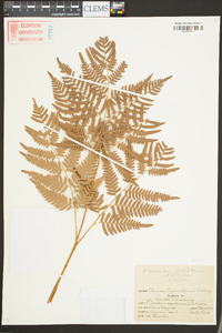 Pteridium aquilinum subsp. latiusculum image