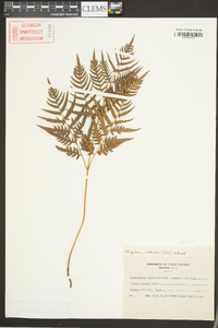 Pteridium aquilinum var. latiusculum image