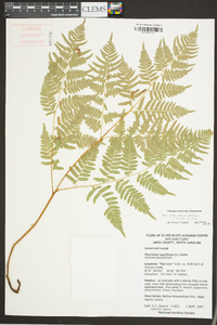 Pteridium aquilinum subsp. pseudocaudatum image