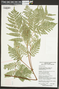 Pteridium aquilinum subsp. pseudocaudatum image