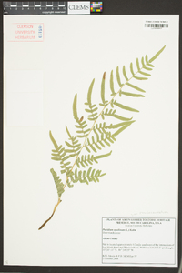 Pteridium aquilinum subsp. pseudocaudatum image