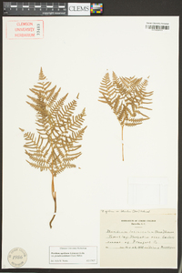 Pteridium aquilinum subsp. pseudocaudatum image