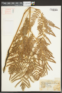 Pteridium aquilinum subsp. pseudocaudatum image