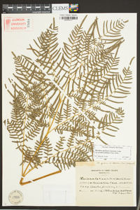 Pteridium aquilinum subsp. pseudocaudatum image