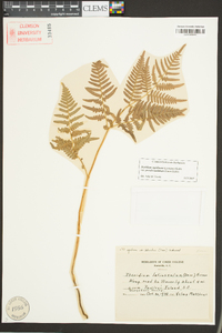 Pteridium aquilinum subsp. pseudocaudatum image