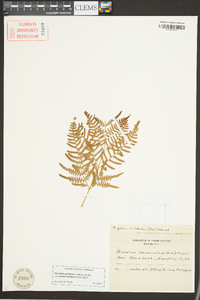 Pteridium aquilinum subsp. pseudocaudatum image