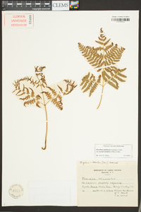 Pteridium aquilinum subsp. pseudocaudatum image