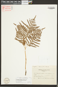 Pteridium aquilinum subsp. pseudocaudatum image