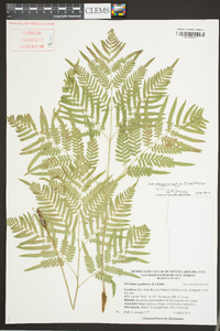 Pteridium aquilinum subsp. pseudocaudatum image