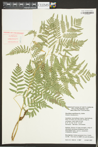 Pteridium aquilinum subsp. pseudocaudatum image