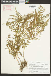 Pteridium aquilinum subsp. pseudocaudatum image