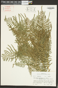 Pteridium aquilinum subsp. pseudocaudatum image