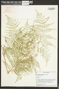 Pteridium aquilinum var. caudatum image