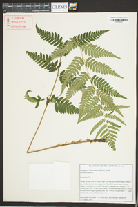 Dryopteris ludoviciana image