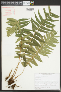 Dryopteris ludoviciana image