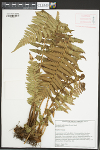 Dryopteris ludoviciana image