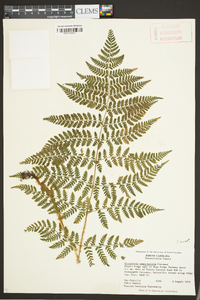 Dryopteris campyloptera image