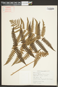 Dryopteris ludoviciana image