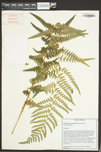 Dryopteris ludoviciana image