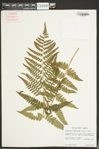 Dryopteris ludoviciana image