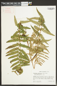 Dryopteris ludoviciana image
