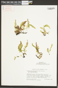 Vandenboschia boschiana image