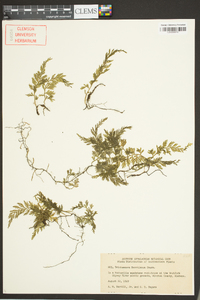 Vandenboschia boschiana image