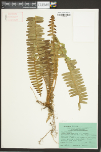 Nephrolepis exaltata image