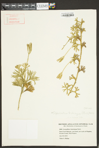 Diphasiastrum tristachyum image