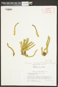 Huperzia porophila image