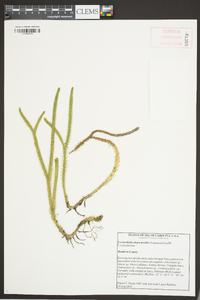 Lycopodiella alopecuroides image