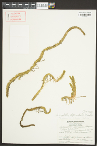 Lycopodiella alopecuroides image