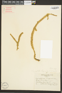 Lycopodiella alopecuroides image