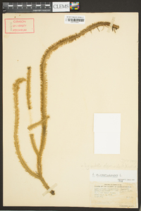 Lycopodiella alopecuroides image